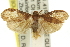  ( - 11ANIC-10592)  @11 [ ] CreativeCommons - Attribution (2011) ANIC/CBG Photography Group Centre for Biodiversity Genomics