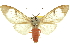  ( - 11ANIC-10601)  @11 [ ] CreativeCommons - Attribution (2011) ANIC/CBG Photography Group Centre for Biodiversity Genomics