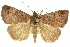  ( - 11ANIC-10605)  @11 [ ] CreativeCommons - Attribution (2011) ANIC/CBG Photography Group Centre for Biodiversity Genomics