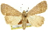  (Simplicia rufa - 11ANIC-10608)  @11 [ ] CreativeCommons - Attribution (2011) ANIC/CBG Photography Group Centre for Biodiversity Genomics