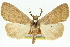  ( - 11ANIC-10609)  @11 [ ] CreativeCommons - Attribution (2011) ANIC/CBG Photography Group Centre for Biodiversity Genomics