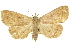  ( - 11ANIC-10611)  @11 [ ] CreativeCommons - Attribution (2011) ANIC/CBG Photography Group Centre for Biodiversity Genomics