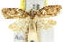  ( - 11ANIC-10650)  @11 [ ] CreativeCommons - Attribution (2011) ANIC/CBG Photography Group Centre for Biodiversity Genomics