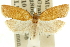  ( - 11ANIC-10657)  @13 [ ] CreativeCommons - Attribution (2011) ANIC/CBG Photography Group Centre for Biodiversity Genomics