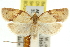 ( - 11ANIC-10663)  @11 [ ] CreativeCommons - Attribution (2011) ANIC/CBG Photography Group Centre for Biodiversity Genomics