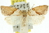  ( - 11ANIC-10666)  @13 [ ] CreativeCommons - Attribution (2011) ANIC/CBG Photography Group Centre for Biodiversity Genomics