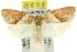  ( - 11ANIC-10667)  @13 [ ] CreativeCommons - Attribution (2011) ANIC/CBG Photography Group Centre for Biodiversity Genomics