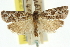 ( - 11ANIC-10696)  @11 [ ] CreativeCommons - Attribution (2011) ANIC/CBG Photography Group Centre for Biodiversity Genomics