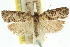  ( - 11ANIC-10697)  @11 [ ] CreativeCommons - Attribution (2011) ANIC/CBG Photography Group Centre for Biodiversity Genomics