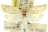  ( - 11ANIC-10714)  @12 [ ] CreativeCommons - Attribution (2011) ANIC/CBG Photography Group Centre for Biodiversity Genomics