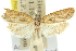  ( - 11ANIC-10715)  @11 [ ] CreativeCommons - Attribution (2011) ANIC/CBG Photography Group Centre for Biodiversity Genomics
