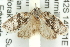  ( - 11ANIC-10721)  @13 [ ] CreativeCommons - Attribution (2011) ANIC/CBG Photography Group Centre for Biodiversity Genomics