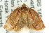  ( - 11ANIC-10722)  @12 [ ] CreativeCommons - Attribution (2011) ANIC/CBG Photography Group Centre for Biodiversity Genomics