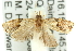  ( - 11ANIC-10723)  @12 [ ] CreativeCommons - Attribution (2011) ANIC/CBG Photography Group Centre for Biodiversity Genomics