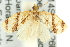  ( - 11ANIC-10729)  @14 [ ] CreativeCommons - Attribution (2011) ANIC/CBG Photography Group Centre for Biodiversity Genomics