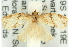  ( - 11ANIC-10730)  @14 [ ] CreativeCommons - Attribution (2011) ANIC/CBG Photography Group Centre for Biodiversity Genomics