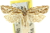  ( - 11ANIC-10735)  @11 [ ] CreativeCommons - Attribution (2011) ANIC/CBG Photography Group Centre for Biodiversity Genomics