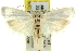  ( - 11ANIC-10783)  @13 [ ] CreativeCommons - Attribution (2011) ANIC/CBG Photography Group Centre for Biodiversity Genomics