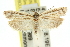  ( - 11ANIC-10850)  @13 [ ] CreativeCommons - Attribution (2011) ANIC/CBG Photography Group Centre for Biodiversity Genomics