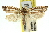  ( - 11ANIC-10851)  @11 [ ] CreativeCommons - Attribution (2011) ANIC/CBG Photography Group Centre for Biodiversity Genomics