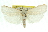  ( - 11ANIC-10913)  @13 [ ] CreativeCommons - Attribution (2011) ANIC/CBG Photography Group Centre for Biodiversity Genomics