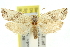  ( - 11ANIC-10927)  @11 [ ] CreativeCommons - Attribution (2011) ANIC/CBG Photography Group Centre for Biodiversity Genomics