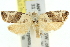  ( - 11ANIC-10928)  @11 [ ] CreativeCommons - Attribution (2011) ANIC/CBG Photography Group Centre for Biodiversity Genomics