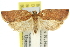  ( - 11ANIC-10944)  @14 [ ] CreativeCommons - Attribution (2011) ANIC/CBG Photography Group Centre for Biodiversity Genomics
