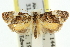  ( - 11ANIC-10949)  @11 [ ] CreativeCommons - Attribution (2011) ANIC/CBG Photography Group Centre for Biodiversity Genomics