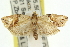  (Neocalyptis molesta - 11ANIC-10950)  @14 [ ] CreativeCommons - Attribution (2011) ANIC/CBG Photography Group Centre for Biodiversity Genomics