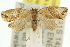  ( - 11ANIC-10951)  @11 [ ] CreativeCommons - Attribution (2011) ANIC/CBG Photography Group Centre for Biodiversity Genomics