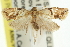  ( - 11ANIC-10952)  @13 [ ] CreativeCommons - Attribution (2011) ANIC/CBG Photography Group Centre for Biodiversity Genomics