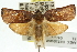  ( - 11ANIC-10953)  @14 [ ] CreativeCommons - Attribution (2011) ANIC/CBG Photography Group Centre for Biodiversity Genomics