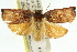  ( - 11ANIC-10955)  @14 [ ] CreativeCommons - Attribution (2011) ANIC/CBG Photography Group Centre for Biodiversity Genomics
