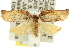  ( - 11ANIC-10962)  @13 [ ] CreativeCommons - Attribution (2011) ANIC/CBG Photography Group Centre for Biodiversity Genomics
