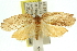  ( - 11ANIC-10963)  @13 [ ] CreativeCommons - Attribution (2011) ANIC/CBG Photography Group Centre for Biodiversity Genomics