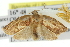  ( - 11ANIC-10964)  @14 [ ] CreativeCommons - Attribution (2011) ANIC/CBG Photography Group Centre for Biodiversity Genomics