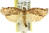  ( - 11ANIC-10967)  @13 [ ] CreativeCommons - Attribution (2011) ANIC/CBG Photography Group Centre for Biodiversity Genomics