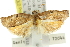  ( - 11ANIC-10968)  @13 [ ] CreativeCommons - Attribution (2011) ANIC/CBG Photography Group Centre for Biodiversity Genomics