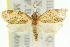 ( - 11ANIC-10975)  @13 [ ] CreativeCommons - Attribution (2011) ANIC/CBG Photography Group Centre for Biodiversity Genomics