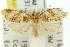  ( - 11ANIC-10977)  @11 [ ] CreativeCommons - Attribution (2011) ANIC/CBG Photography Group Centre for Biodiversity Genomics