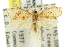  ( - 11ANIC-10978)  @13 [ ] CreativeCommons - Attribution (2011) ANIC/CBG Photography Group Centre for Biodiversity Genomics