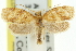  ( - 11ANIC-10980)  @11 [ ] CreativeCommons - Attribution (2011) ANIC/CBG Photography Group Centre for Biodiversity Genomics