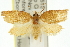  ( - 11ANIC-10987)  @13 [ ] CreativeCommons - Attribution (2011) ANIC/CBG Photography Group Centre for Biodiversity Genomics