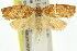  ( - 11ANIC-10988)  @13 [ ] CreativeCommons - Attribution (2011) ANIC/CBG Photography Group Centre for Biodiversity Genomics