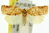  ( - 11ANIC-10989)  @11 [ ] CreativeCommons - Attribution (2011) ANIC/CBG Photography Group Centre for Biodiversity Genomics