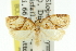  ( - 11ANIC-10991)  @11 [ ] CreativeCommons - Attribution (2011) ANIC/CBG Photography Group Centre for Biodiversity Genomics
