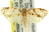  ( - 11ANIC-10992)  @11 [ ] CreativeCommons - Attribution (2011) ANIC/CBG Photography Group Centre for Biodiversity Genomics
