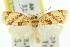  ( - 11ANIC-10993)  @14 [ ] CreativeCommons - Attribution (2011) ANIC/CBG Photography Group Centre for Biodiversity Genomics