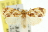  ( - 11ANIC-10994)  @14 [ ] CreativeCommons - Attribution (2011) ANIC/CBG Photography Group Centre for Biodiversity Genomics